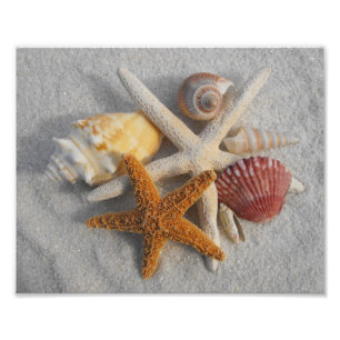 Foto Escudos e estrela do mar misturados do mar na