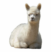 Aah escultura da foto da alpaca