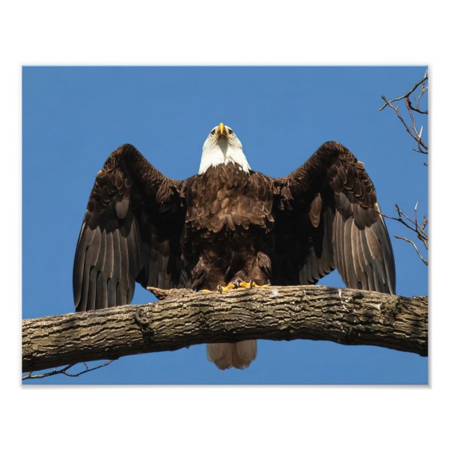 Foto Espalhar águia (Frente)