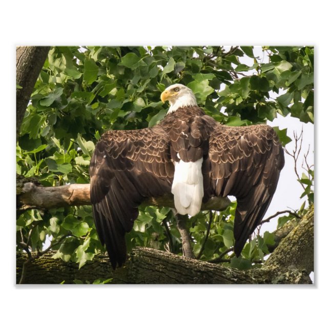 Foto Espalhar águia (Frente)