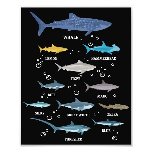 Foto Espécies de Tubarões Rostos Biologia Marinha (Frente)