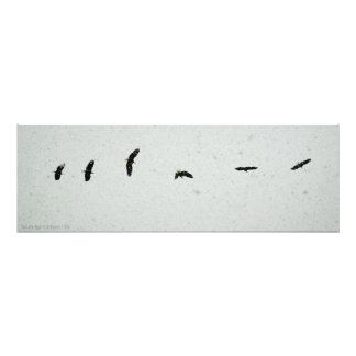 Foto Espírito do Voo