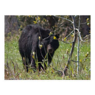 Foto Espreitando o urso