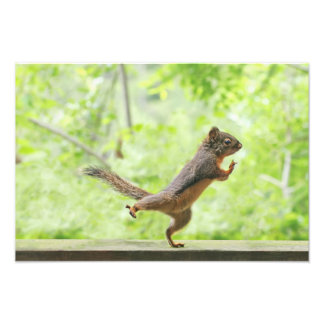 Foto Esquilo Bonito Fazendo Tai Chi