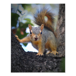 Foto Esquilo de Bebê em Árvore