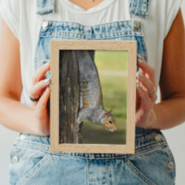 Foto Esquilo de Cinzas do Leste em Árvore