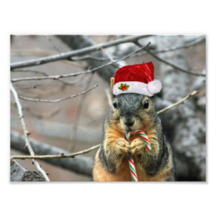 Foto Esquilo do Natal