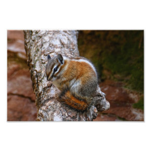 Foto  Esquilo em Zion National Park 