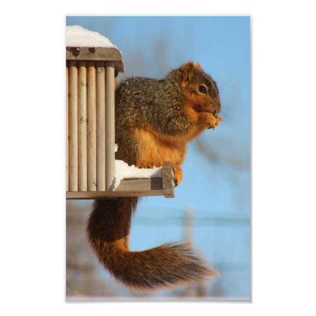 Foto Esquilo no alimentador (Frente)