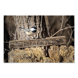 Foto Este lugar é para as aves