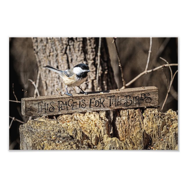 Foto Este lugar é para as aves (Frente)