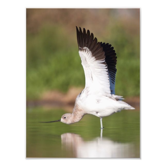 Foto Esticamento da American Avocet (Frente)