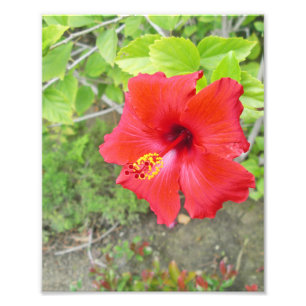 Foto Estigma vermelho do amarelo do hibiscus