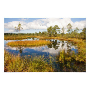 Foto Estônia Nature Viru Bog