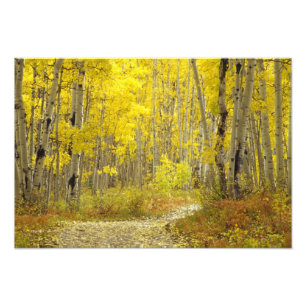 Foto Estrada com cores de outono e álamos em Kebler 2