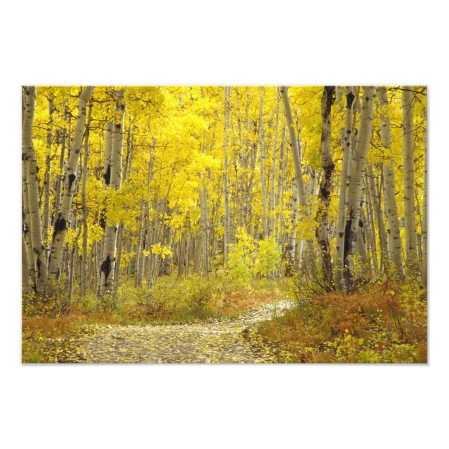 Foto Estrada com cores de outono e álamos em Kebler 2 (Frente)
