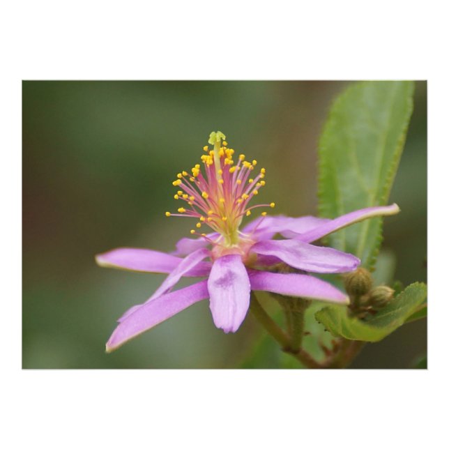 Foto Estrela Burst (Frente)