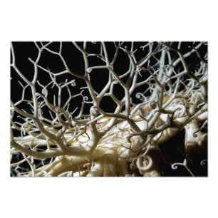 Foto Estrela de Cesta (Gorgonocephalus eucnemis) de Bel