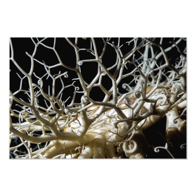 Foto Estrela de Cesta (Gorgonocephalus eucnemis) de Bel (Frente)