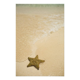 Foto Estrela-do-mar na praia arenosa, Gibbs Cay Land