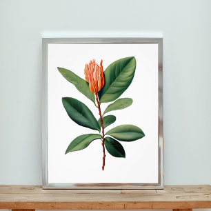 Foto Estudo Botânico de Flor Laranja