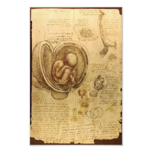 Foto Estudo do feto do bebê por Leonardo da Vinci