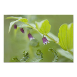 Foto EUA, Alasca, Parque Nacional da Baía de Glacier.