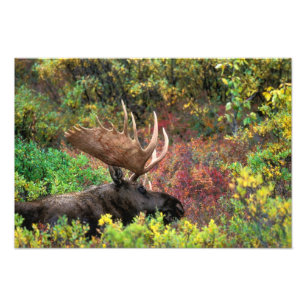 Foto EUA, Alasca, Parque Nacional Denali, Alce