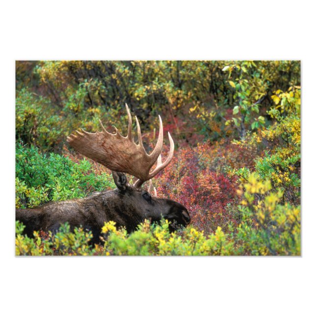 Foto EUA, Alasca, Parque Nacional Denali, Alce (Frente)