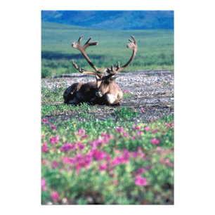 Foto EUA, Alasca, Parque Nacional Denali, Caribu
