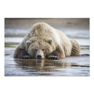Foto EUA, Alasca, Parque Nacional Katmai, Urso Pardo