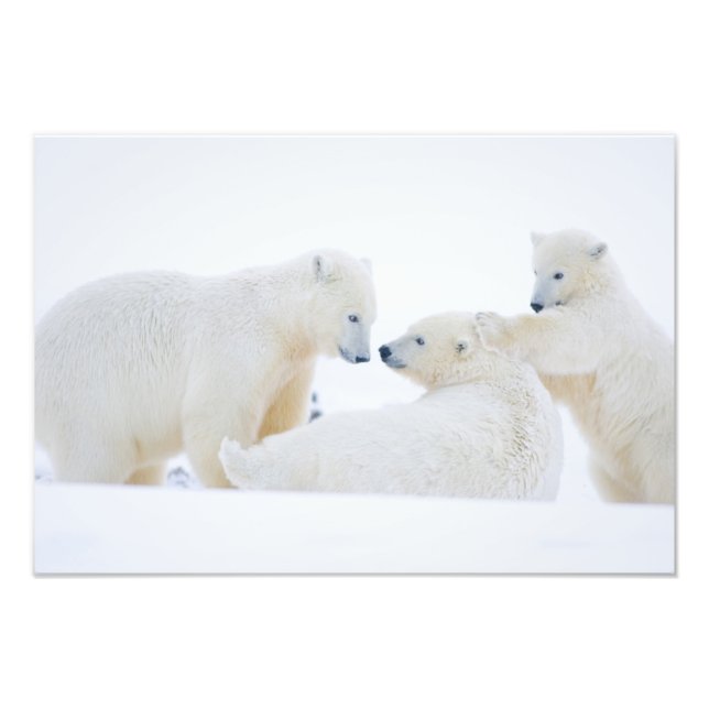 Foto EUA, Alasca, Planície Costeira do Ártico, 1002 (Frente)