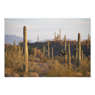 Foto EUA, Arizona, Deserto de Sonora, Ajo, Ajo 2