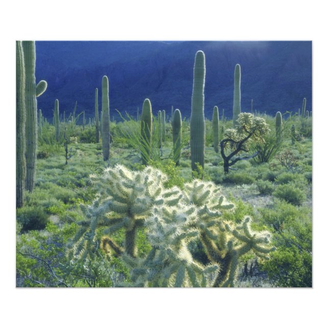 Foto EUA, Arizona, Organ Pipe Cactus National (Frente)