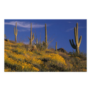 Foto EUA, Arizona, Organ Pipe Cactus National 2
