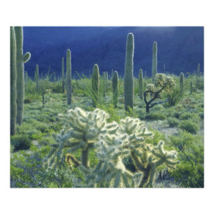Foto EUA, Arizona, Parque Nacional do Cacto Organ Pipe