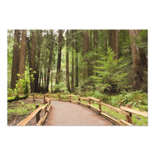 Foto EUA, Califórnia, Condado de Marin, Muir Woods