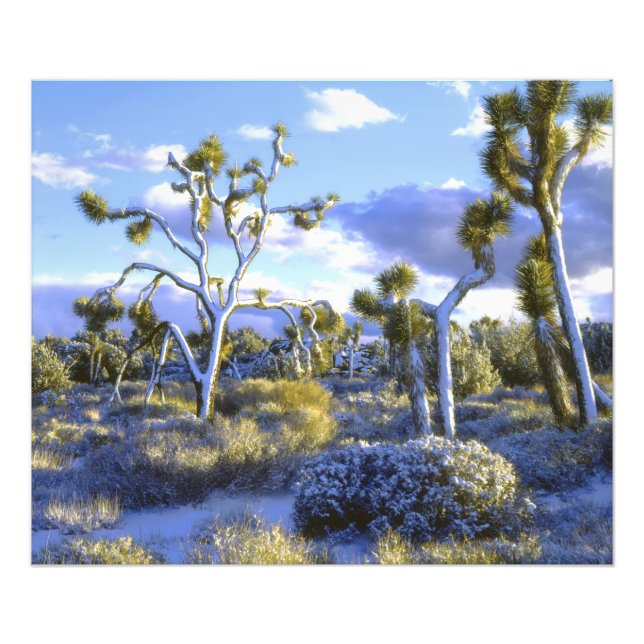 Foto EUA, Califórnia, Parque Nacional Joshua Tree. (Frente)