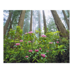 Foto EUA, Califórnia, Parque Nacional Redwood. Rhododen