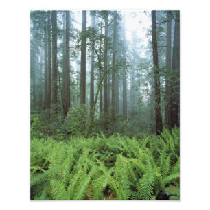 Foto EUA, Califórnia, Parque Nacional Redwood. Samambai