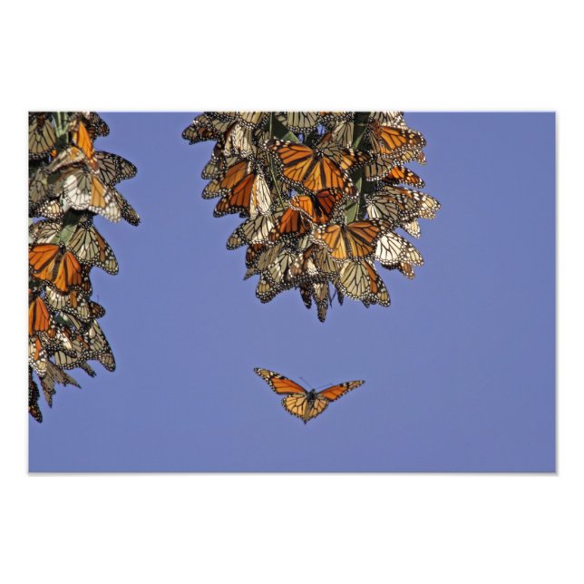 Foto EUA, Califórnia, Pismo Beach. Monarca (Frente)