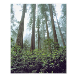 Foto EUA, Califórnia, Redwood NP. Névoa filtra a