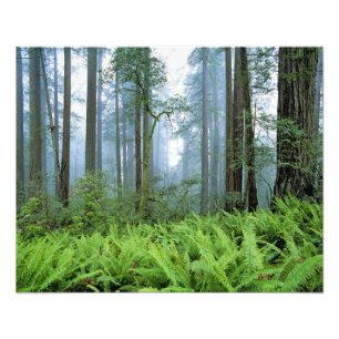 Foto EUA, Califórnia, Redwood NP. Sequoias