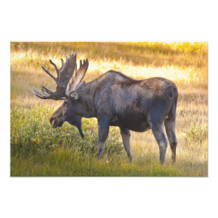 Foto EUA, Colorado, Cameron Pass. Alce macho