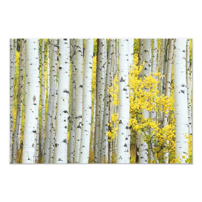 Foto EUA, Colorado, White River National Forest, (Frente)