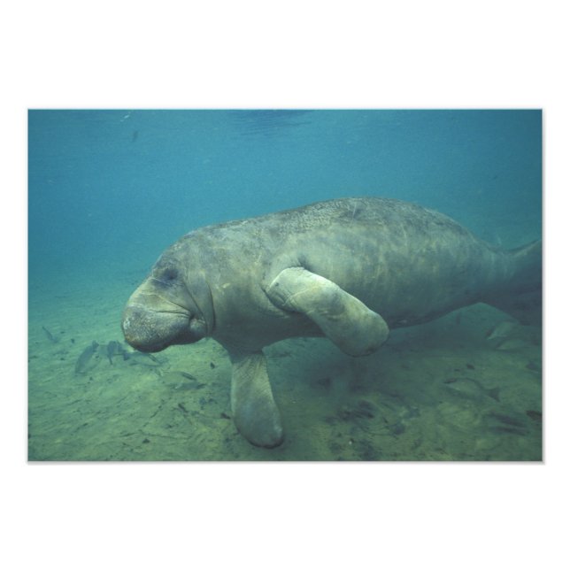 Foto EUA, FL, Manatee (Frente)