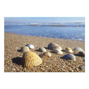Foto EUA, Flórida, Conchas Marinhas Costeiras
