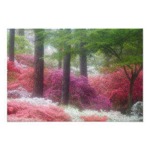 Foto EUA; Geórgia; Pine Mountain. Azaleas em