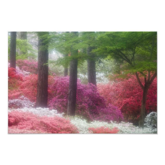 Foto EUA; Geórgia; Pine Mountain. Azaleas em (Frente)