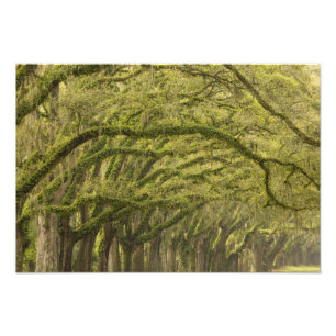 Foto EUA; Geórgia; Savannah. Árvores de carvalho com